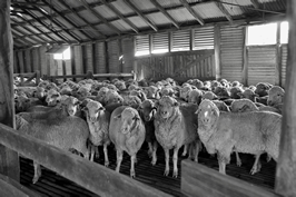 Steam Plains Shearing 022400  © Claire Parks Photography